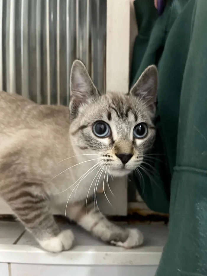 Gato ra a SRD-ViraLata idade 2 a 6 meses nome Sem nome definido 