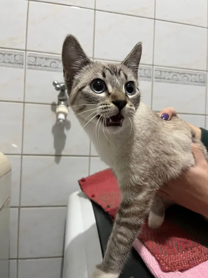 Gato ra a SRD-ViraLata idade 2 a 6 meses nome Sem nome definido 