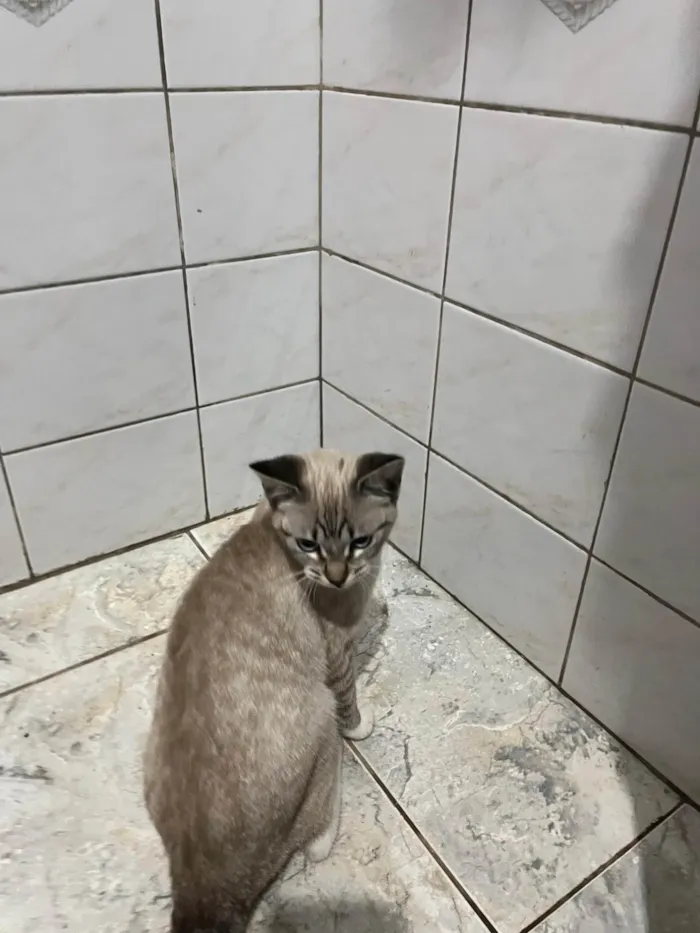 Gato ra a SRD-ViraLata idade 2 a 6 meses nome Sem nome definido 