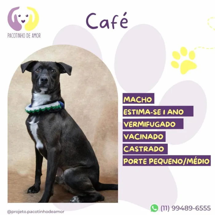 Cachorro ra a SRD-ViraLata idade 1 ano nome Café