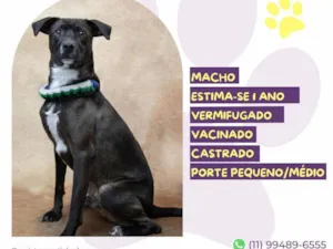 Cachorro raça SRD-ViraLata idade 1 ano nome Café