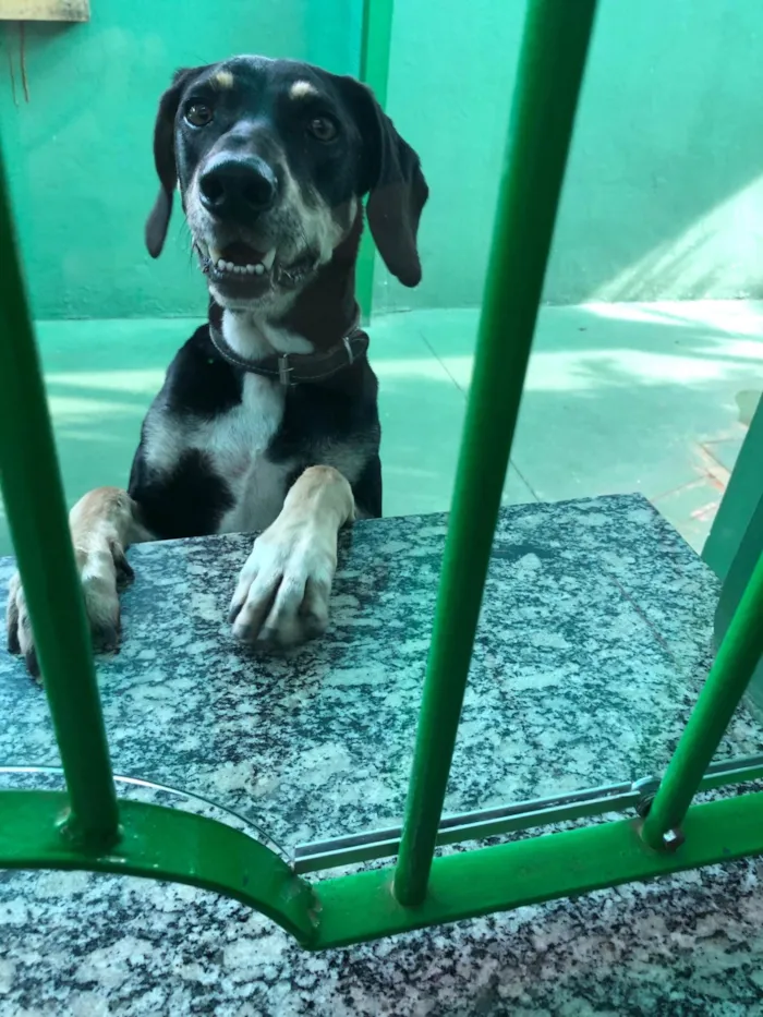 Cachorro ra a SRD-ViraLata idade 4 anos nome Mandioca