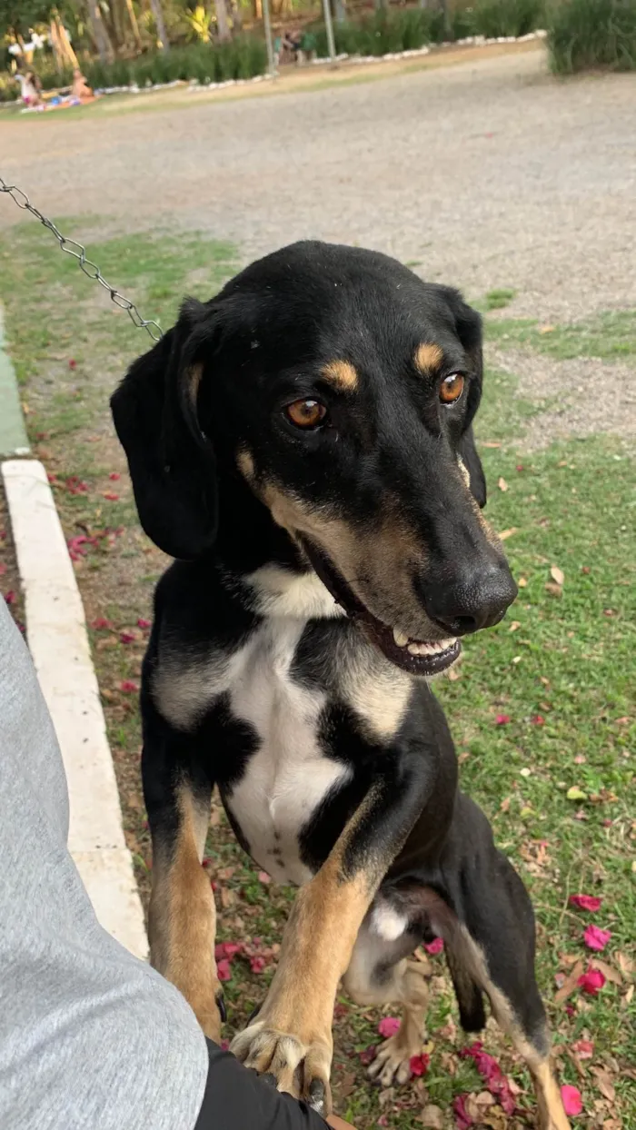 Cachorro ra a SRD-ViraLata idade 4 anos nome Mandioca