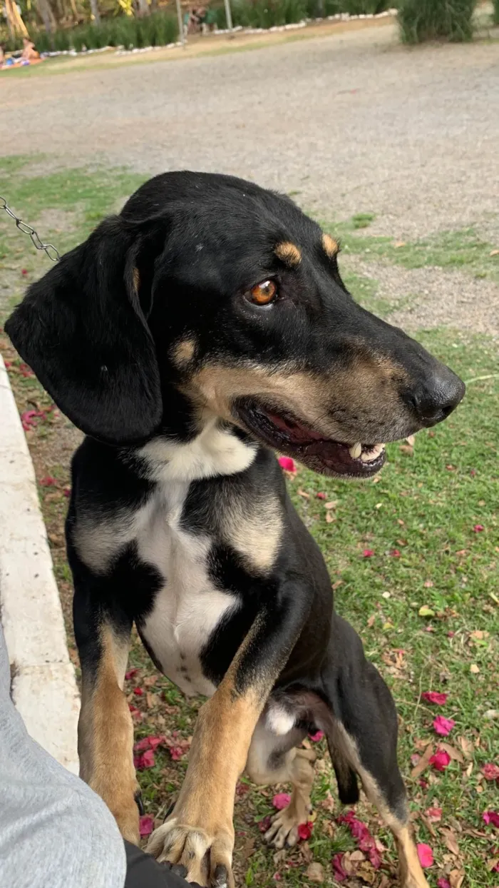 Cachorro ra a SRD-ViraLata idade 4 anos nome Mandioca