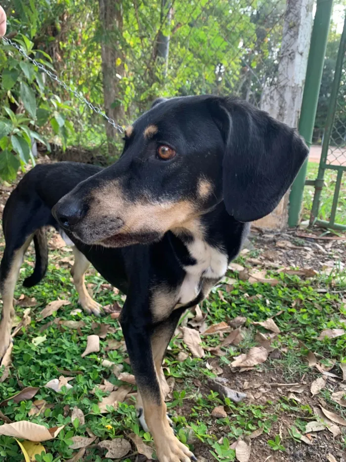 Cachorro ra a SRD-ViraLata idade 4 anos nome Mandioca
