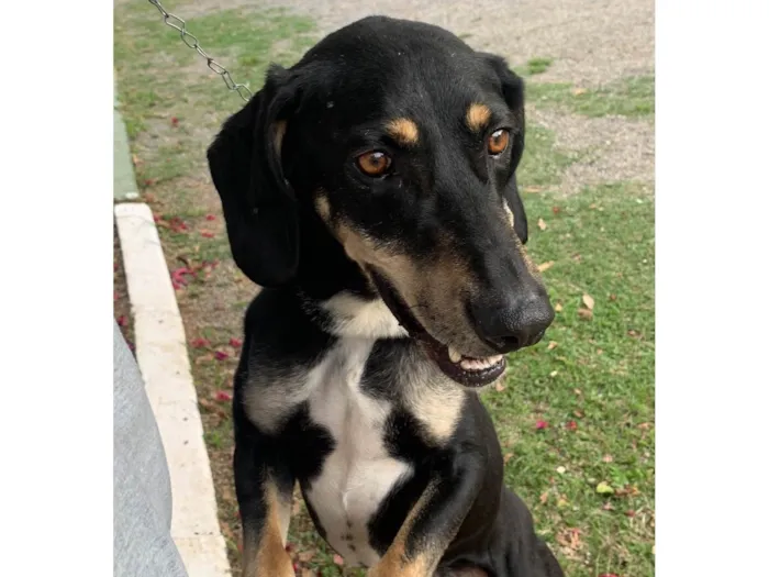 Cachorro ra a SRD-ViraLata idade 4 anos nome Mandioca