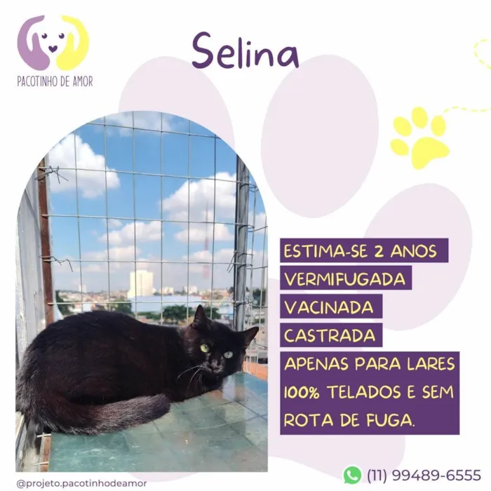 Gato ra a SRD-ViraLata idade 2 anos nome Selina