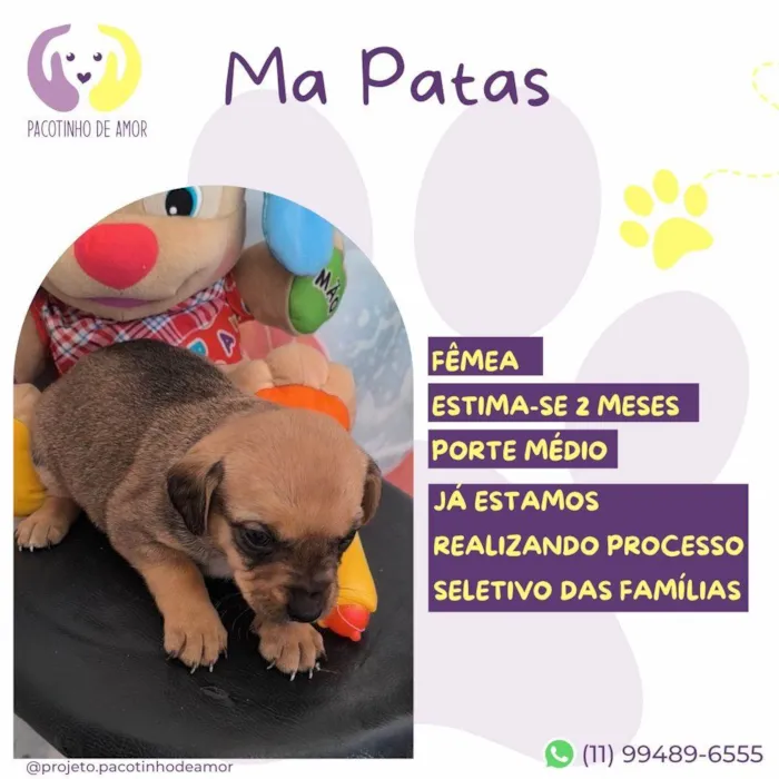 Cachorro ra a SRD-ViraLata idade Abaixo de 2 meses nome Ma Patas