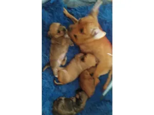 Cachorro raça SRD-ViraLata idade 1 ano nome kaka totota 
