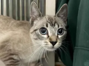Gato raça SRD-ViraLata idade 2 a 6 meses nome Sem nome definido 