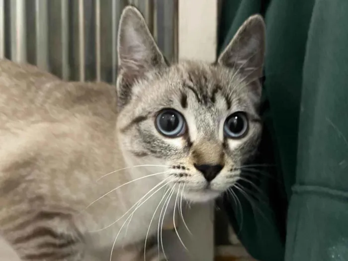 Gato ra a SRD-ViraLata idade 2 a 6 meses nome Sem nome definido 