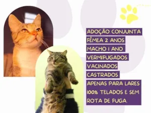 Gato raça SRD-ViraLata idade 2 anos nome Leona e Freddy