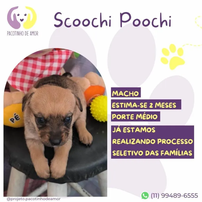 Cachorro ra a SRD-ViraLata idade Abaixo de 2 meses nome Scoochi Poochi