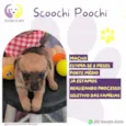 Scoochi Poochi
