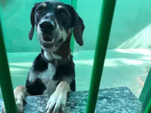 Cachorro raça SRD-ViraLata idade 4 anos nome Mandioca