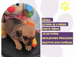 Cachorro raça SRD-ViraLata idade Abaixo de 2 meses nome Ma Patas