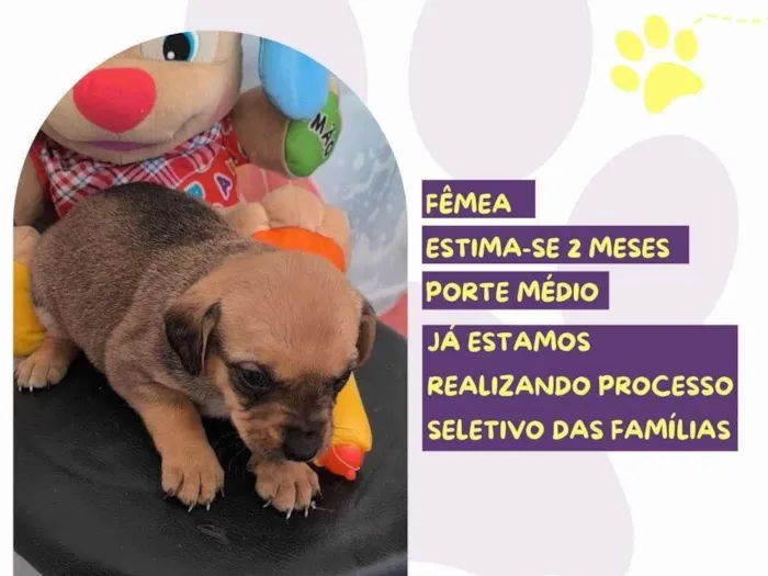 Cachorro ra a SRD-ViraLata idade Abaixo de 2 meses nome Ma Patas