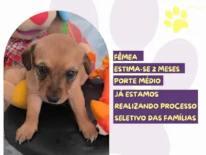Cachorro raça SRD-ViraLata idade Abaixo de 2 meses nome Chili