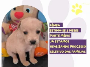 Cachorro raça SRD-ViraLata idade Abaixo de 2 meses nome Lady Lydia