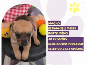 Cachorro raça SRD-ViraLata idade Abaixo de 2 meses nome Scoochi Poochi