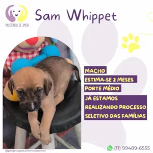 Cachorro raça SRD-ViraLata idade Abaixo de 2 meses nome Sam Whippet