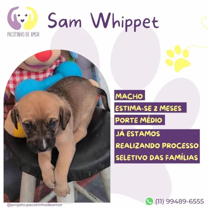 Cachorro ra a SRD-ViraLata idade Abaixo de 2 meses nome Sam Whippet