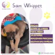Sam Whippet