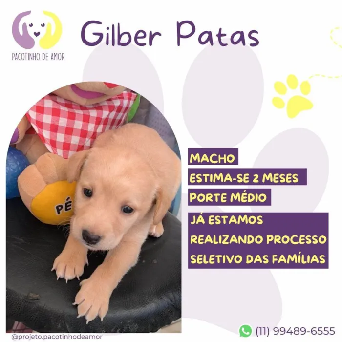 Cachorro ra a SRD-ViraLata idade Abaixo de 2 meses nome Gilber Patas