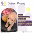 Gilber Patas
