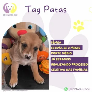 Cachorro raça SRD-ViraLata idade Abaixo de 2 meses nome Tag Patas