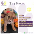 Tag Patas