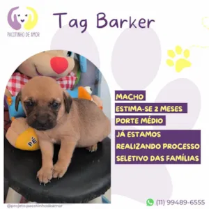 Cachorro raça SRD-ViraLata idade Abaixo de 2 meses nome Tag Barker