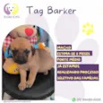 Tag Barker