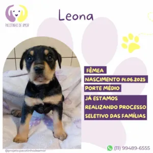 Cachorro raça SRD-ViraLata idade Abaixo de 2 meses nome Leona
