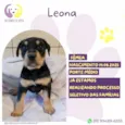Leona