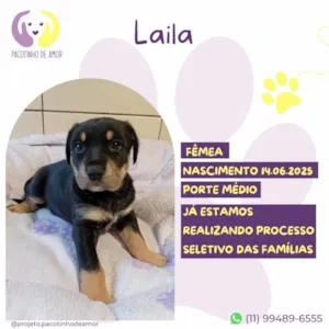 Cachorro raça SRD-ViraLata idade Abaixo de 2 meses nome Laila