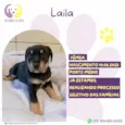 Laila