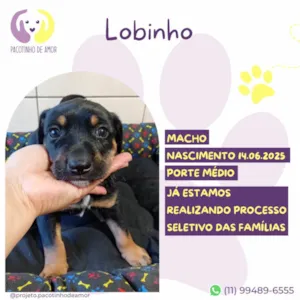Cachorro raça SRD-ViraLata idade Abaixo de 2 meses nome Lobinho