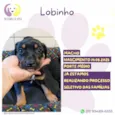 Lobinho