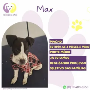 Cachorro raça SRD-ViraLata idade 2 a 6 meses nome Max