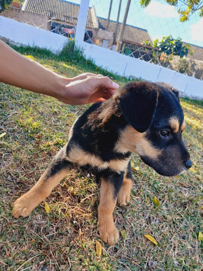 Cachorro ra a Rottweiler idade Abaixo de 2 meses nome não tem 