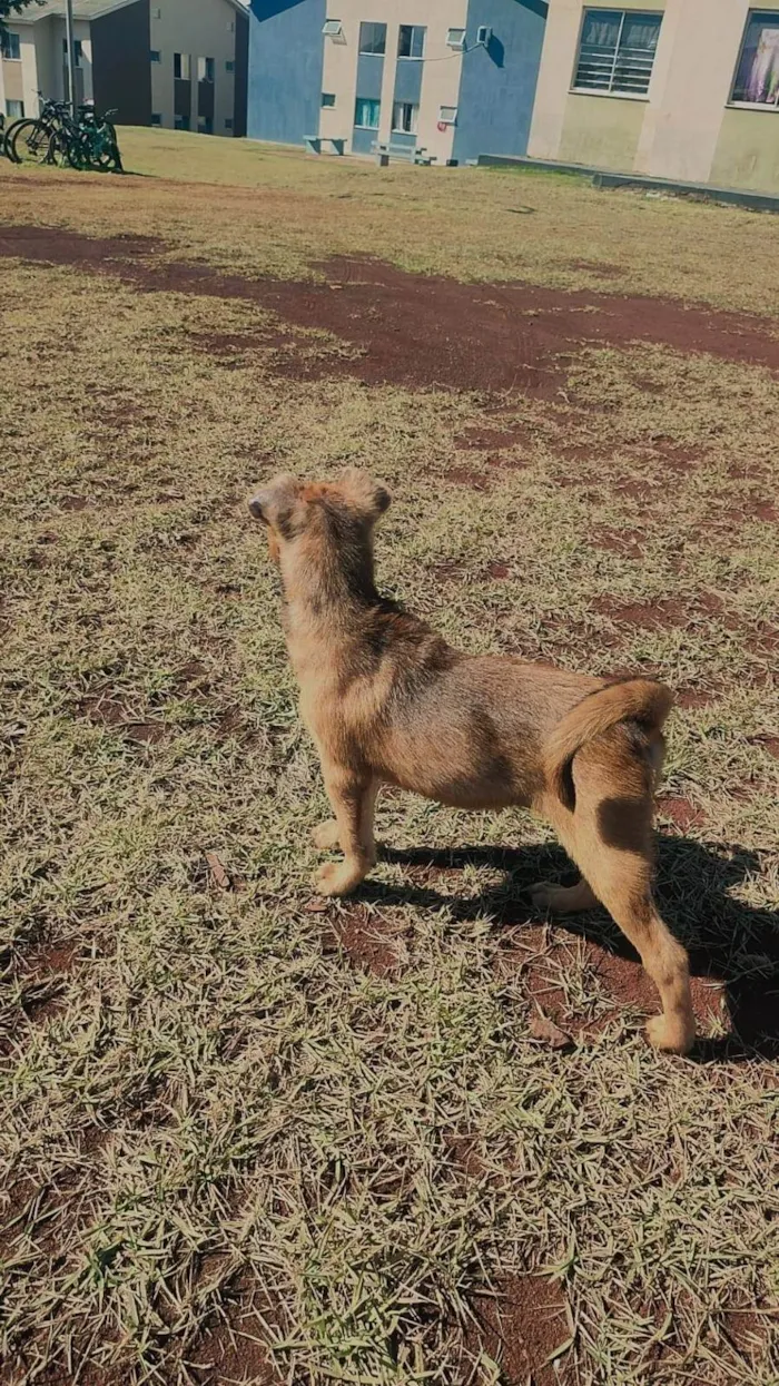 Cachorro ra a SRD-ViraLata idade 2 a 6 meses nome Noah