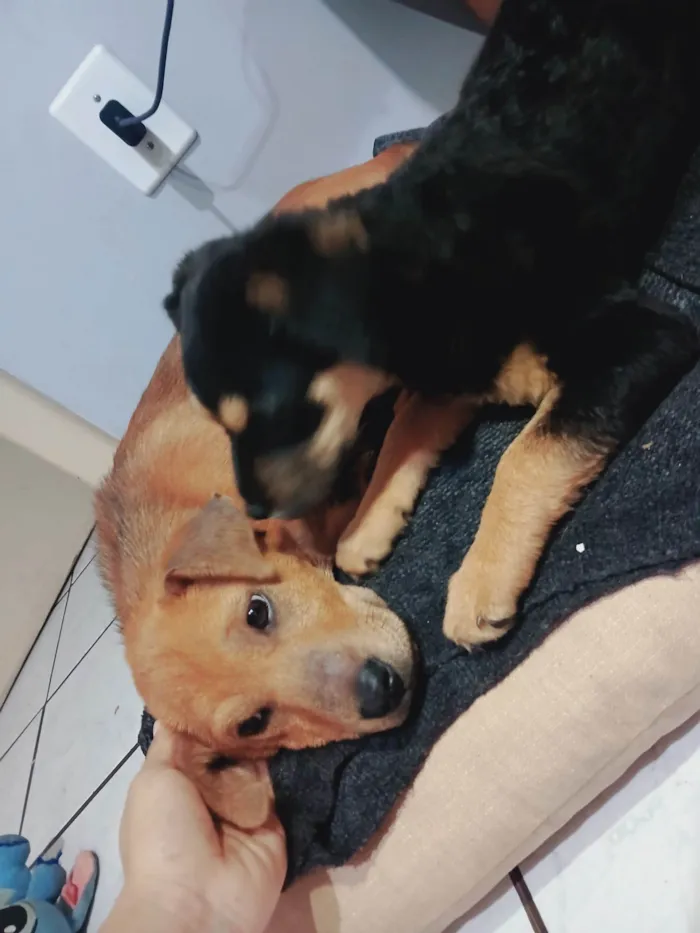 Cachorro ra a SRD-ViraLata idade 2 a 6 meses nome Noah