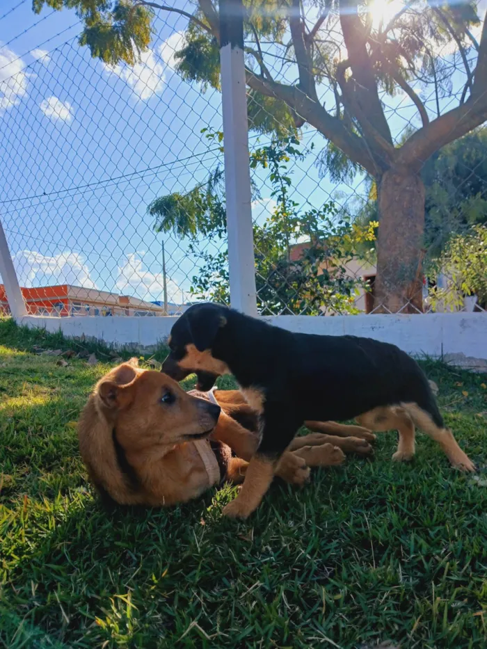Cachorro ra a SRD-ViraLata idade 2 a 6 meses nome Noah