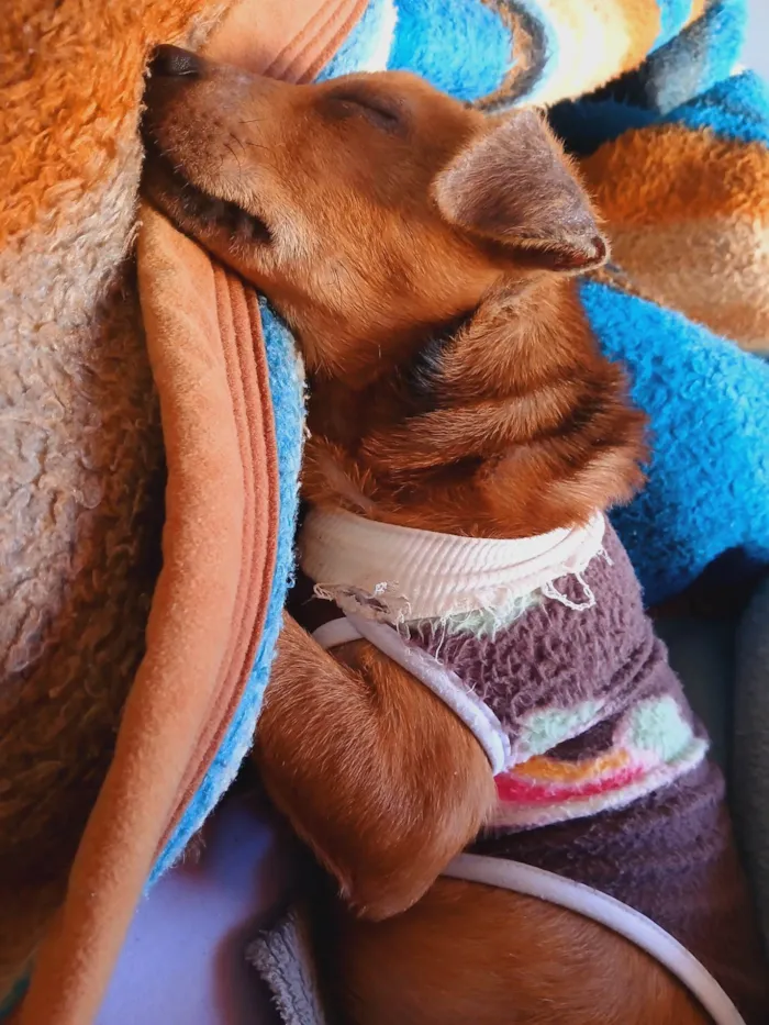 Cachorro ra a SRD-ViraLata idade 2 a 6 meses nome Noah