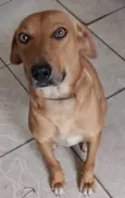 Chico