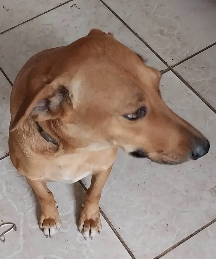 Cachorro ra a SRD-ViraLata idade 3 anos nome Chico