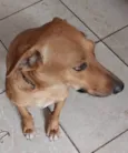 Chico