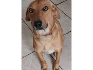 Cachorro raça SRD-ViraLata idade 3 anos nome Chico