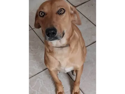 Cachorro raça SRD-ViraLata idade 3 anos nome Chico